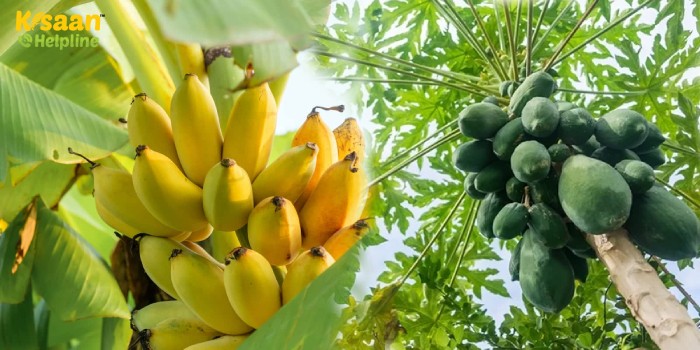 जाड़ा के बाद (फ़रवरी मध्य से लेकर मार्च मध्य तक) केला एवं पपीता में क्या करें?